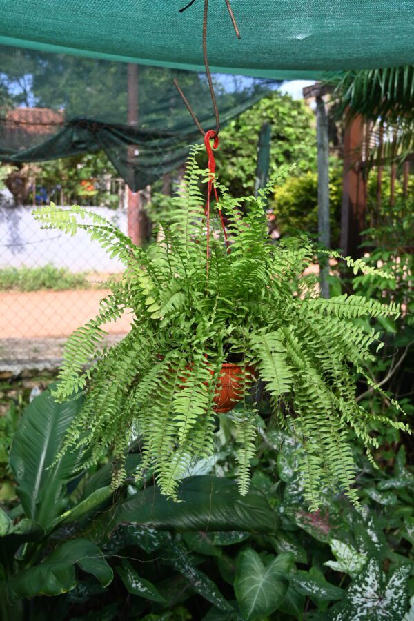 Planta de helecho en plantera colgante